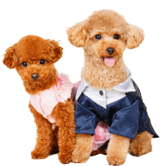 キッド・ラテちゃんの可愛いスタンプです！