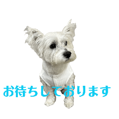 ウエスティるぅの日常PART8