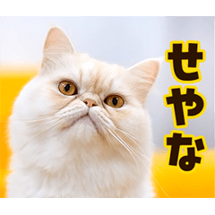 Animated Cat Photo Cute Daily Stickers