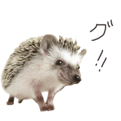 HariHari_20260125172131