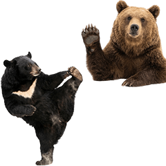 BIG! Brown Bear & Asiatic Black Bear