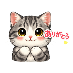 cute cat maro