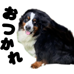 たんそくバーニーズまめちゃん