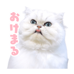 richamaru_20260125173627