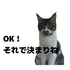 momo_20260125204320