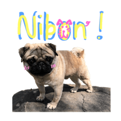 Nibon the Pug !