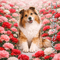 気持ち伝える♡1年中使えるシェルティ