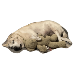 Judju_20260125221140