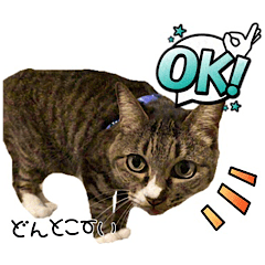 Moco's Daily Stickers