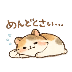 STARtrain_20260125214632