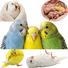 Parakeet (Realistic)