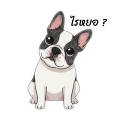 เจ้าหมาคุมะดื้อซน เฟรนช์บูลด็อกลายวัว