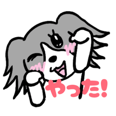 ボーダーコリーのマロチャ！