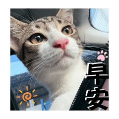 麻糬喵！