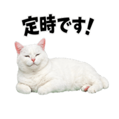 momo_20260126111914