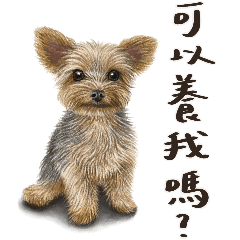 實用狗狗大集合