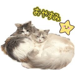 momo_20260126105742