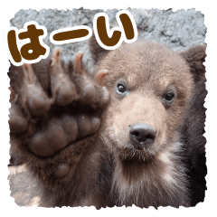 Noboribetsu Bearpark Official Sticker 4