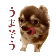 Renge_20260125140358