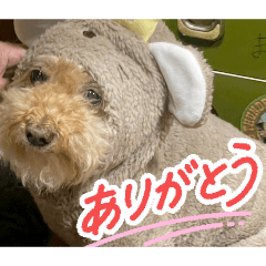 miyoko_20260126225844