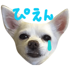 munchan_20260125010334