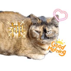 mitumaru_20260126193959