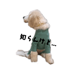 sasaai_20260126135720