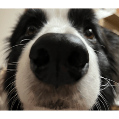 ボーダーコリーだわん