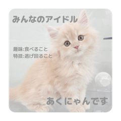 みんなのアイドルあくにゃん