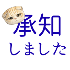 chaa cat_20260126230325