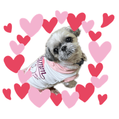 kotona_20260126115837