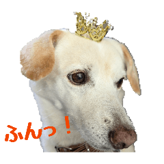 midori_20260126120314