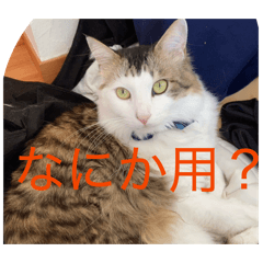 Hitohira_20260126172416