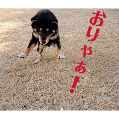 mayuge_20260126224151