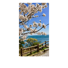 sea and cherry blossom