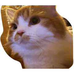 seiya_20260127050653