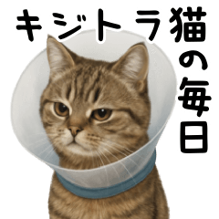 Every day of a pheasant cat