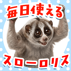 Easy to use! Real slow loris sticker