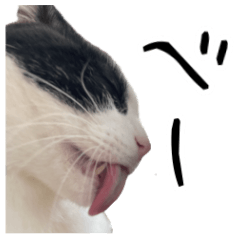 Cat Sticker mituo & fuu 2026.2.22