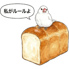 Bossy Java Sparrow & Bread: Sassy Bird