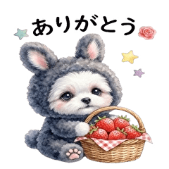 Fluffy Maltipoos Daily Life strawberry
