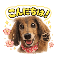 choco_20260126143008