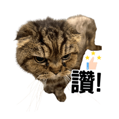 小米&塔塔生存之道2