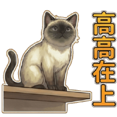 White Rotten CatDaily cat master