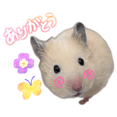 Kiseki_20260126205039