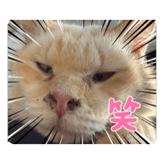 sanae_20260125193745