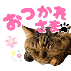 Asaka_20260126221610