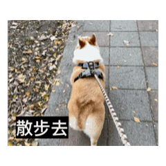 柯基犬哈比2