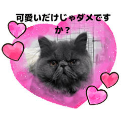 charm_20260126193529