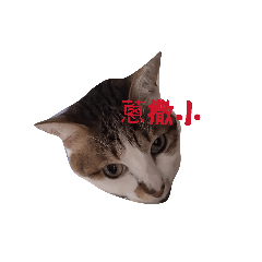 搞笑貓咪喵喵喵貼圖